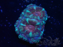 WYSIWYG Micromussa lordhowensis (antes Acanthastrea)