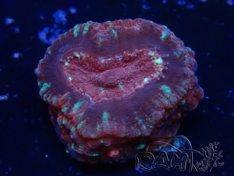 WYSIWYG Micromussa lordhowensis (ex Acanthastrea)