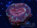 WYSIWYG Micromussa lordhowensis (ehemals Acanthastrea)