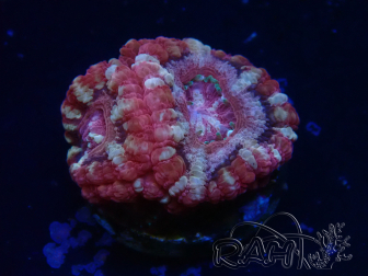 WYSIWYG Micromussa lordhowensis (antes Acanthastrea)