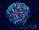 WYSIWYG Micromussa lordhowensis (ex Acanthastrea)