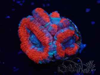 WYSIWYG Micromussa lordhowensis INDO (ex Acanthastrea) 25N2