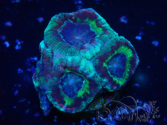 WYSIWYG Micromussa lordhowensis INDO (ex Acanthastrea) 25N3