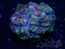 WYSIWYG Micromussa lordhowensis (ehemals Acanthastrea)