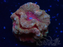 WYSIWYG Micromussa lordhowensis INDO (ex Acanthastrea) 25N5