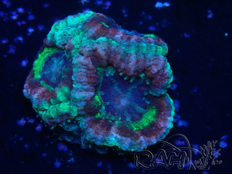 WYSIWYG Micromussa lordhowensis (formerly Acanthastrea)