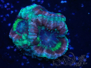 WYSIWYG Micromussa lordhowensis (formerly Acanthastrea)