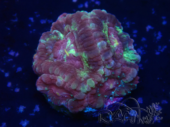 WYSIWYG Micromussa lordhowensis (antes Acanthastrea)