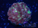 WYSIWYG Micromussa lordhowensis (ehemals Acanthastrea)