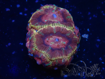 WYSIWYG Micromussa lordhowensis (formerly Acanthastrea)