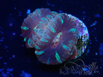 WYSIWYG Micromussa lordhowensis (ehemals Acanthastrea)