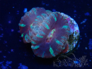 WYSIWYG Micromussa lordhowensis (formerly Acanthastrea)