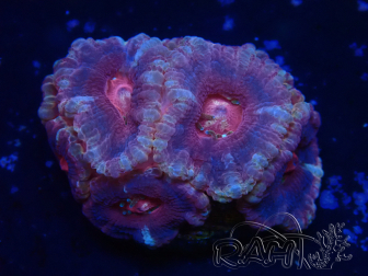 WYSIWYG Micromussa lordhowensis (ehemals Acanthastrea)
