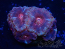 WYSIWYG Micromussa lordhowensis (ex Acanthastrea)