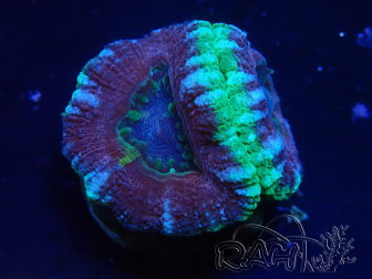 WYSIWYG Micromussa lordhowensis INDO (ex Acanthastrea) 25O6