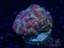 WYSIWYG Micromussa lordhowensis (antes Acanthastrea)