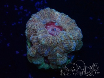WYSIWYG Micromussa lordhowensis INDO (ex Acanthastrea) 25P2
