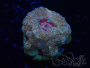 WYSIWYG Micromussa lordhowensis INDO (ex Acanthastrea) 25P2