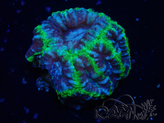 WYSIWYG Micromussa lordhowensis INDO (ex Acanthastrea) 25P3