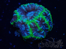 WYSIWYG Micromussa lordhowensis (ehemals Acanthastrea)