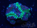 WYSIWYG Micromussa lordhowensis (formerly Acanthastrea)