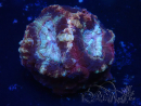 WYSIWYG Micromussa lordhowensis INDO (ex Acanthastrea) 25P5