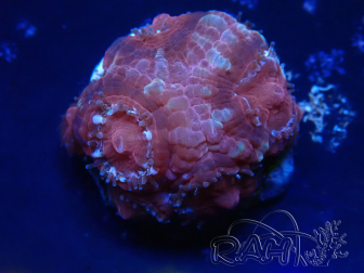 WYSIWYG Micromussa lordhowensis INDO (ex Acanthastrea) 25P6