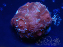 WYSIWYG Micromussa lordhowensis INDO (ex Acanthastrea) 25P6