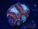 WYSIWYG Micromussa lordhowensis INDO (ex Acanthastrea) 25Q2