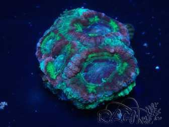 WYSIWYG Micromussa lordhowensis INDO (ex Acanthastrea) 25Q3