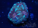 WYSIWYG Micromussa lordhowensis INDO (ex Acanthastrea) 25Q4