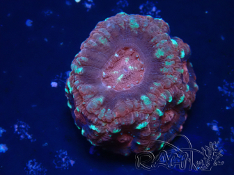 WYSIWYG Micromussa lordhowensis INDO (ex Acanthastrea) 25Q5