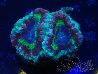 WYSIWYG Micromussa lordhowensis (ex Acanthastrea)