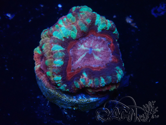 WYSIWYG Micromussa lordhowensis INDO (ex Acanthastrea) 25R1