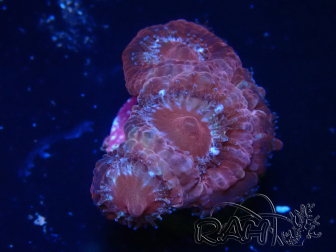 WYSIWYG Micromussa lordhowensis (ex Acanthastrea)