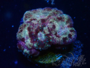 WYSIWYG Micromussa lordhowensis (antes Acanthastrea)