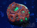 WYSIWYG Micromussa lordhowensis INDO (ex Acanthastrea) 25R5