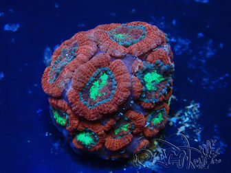 WYSIWYG Micromussa lordhowensis (ehemals Acanthastrea)