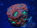 WYSIWYG Micromussa lordhowensis (ehemals Acanthastrea)