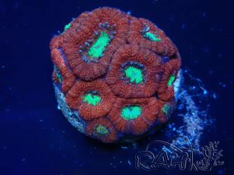 WYSIWYG Micromussa lordhowensis (ex Acanthastrea)