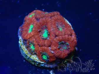 WYSIWYG Micromussa lordhowensis INDO (ex Acanthastrea) 25S3