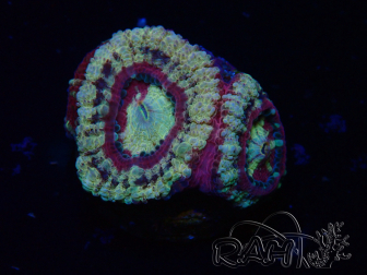 WYSIWYG Micromussa lordhowensis (ex Acanthastrea)
