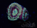 WYSIWYG Micromussa lordhowensis INDO (ex Acanthastrea) 25S4