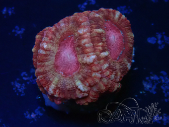 WYSIWYG Micromussa lordhowensis INDO (ex Acanthastrea) 25S5