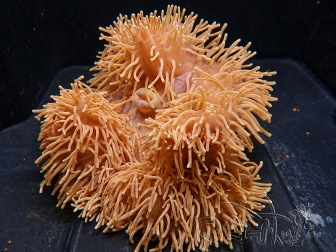 Heteractis magnifica L (20 cm)