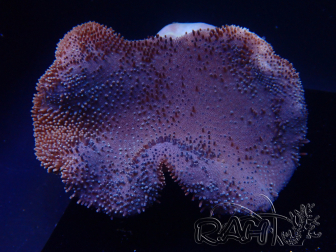 WYSIWYG Sarcophyton sp 7
