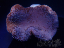 WYSIWYG Sarcophyton