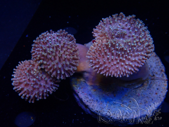WYSIWYG Sarcophyton sp 1