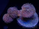 WYSIWYG Sarcophyton