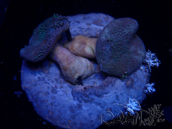 WYSIWYG Sarcophyton